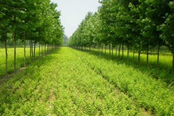 新疆呼图壁苗木产业出国门收入多
