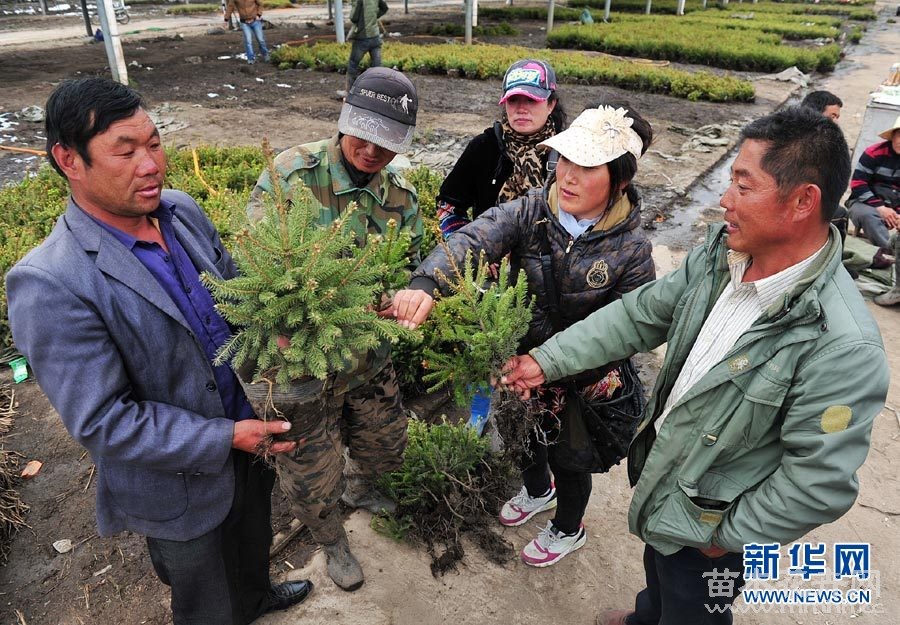 六盤山腳下 苗木交易忙