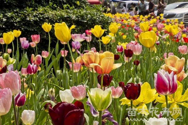 秋季花展杭州植物园开幕 多个罕见植物品种可赏