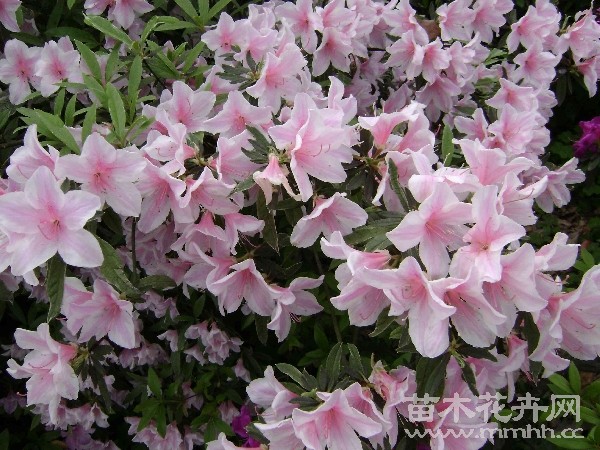 秋季花展杭州植物园开幕 多个罕见植物品种可赏