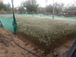 沙棘采穗圃日常作業 (5)