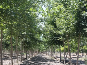 玛平林场优质复叶槭图片