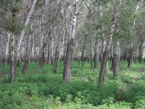 玛平林场国家林木良种基地母树林