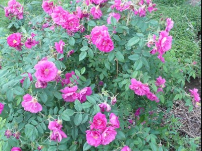 紫枝玫瑰优质幼苗地径0.3-1公分