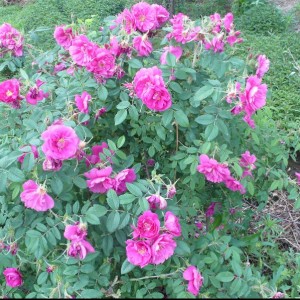 紫枝玫瑰优质幼苗地径0.3-1公分