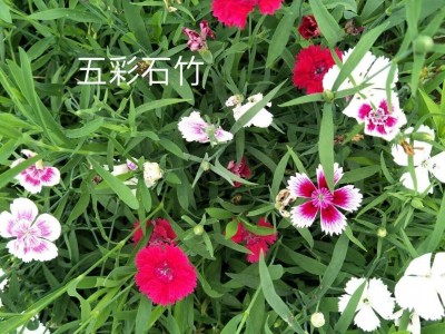 花卉