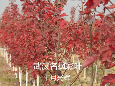 武漢光輝紅楓大量出售