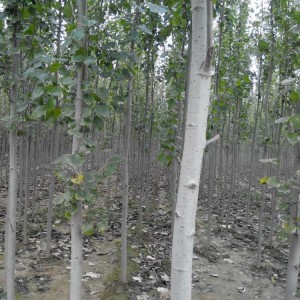 毛白杨地径0.8厘米杨树价格低的新疆杨