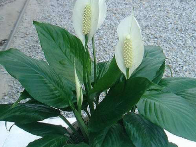 白掌盆花