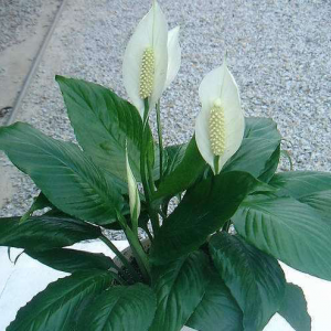 白掌盆花