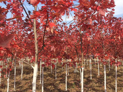 美國(guó)紅楓（三年生）