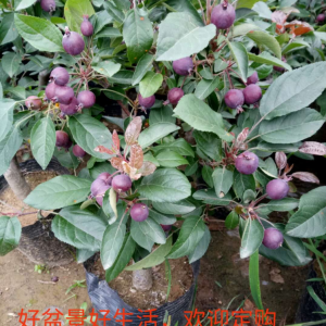 红宝石海棠盆景