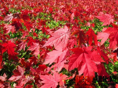 美國紅楓樹精品紅楓樹