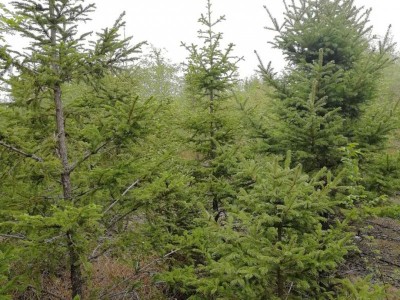 高度3-8米各种规格优质樟子松