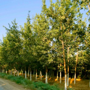 呼图壁县新建苗木种植农民专业合作社