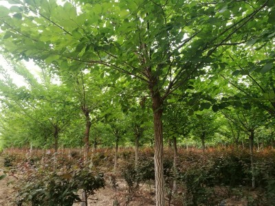 新建苗木榆树类品种（白榆、长枝榆、金叶榆等）