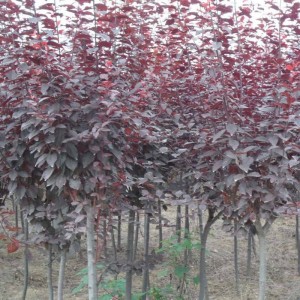 美化苗木优质红叶海棠