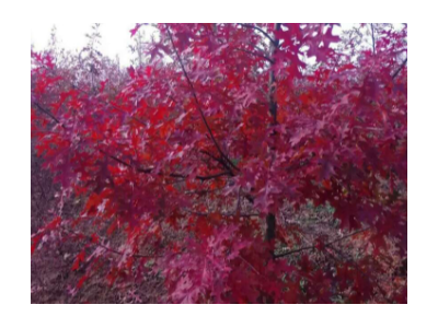 红栎娜塔栎