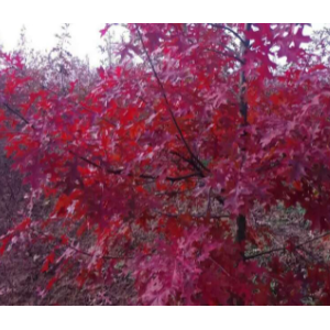 红栎娜塔栎