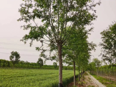 美国红枫秋火焰 垂丝海棠 原生冠速生法桐