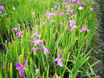 宿根花卉  花鏡植物