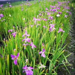 宿根花卉  花鏡植物