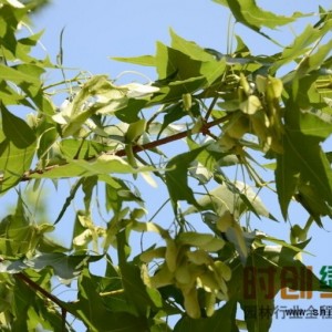 丛生五角枫4-7公分（五分枝以上）500丛，树形优美