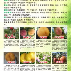 鄢陵县益甲果树研究所专供毛桃、油桃、黄桃、蟠桃系列桃树