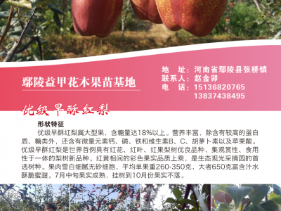早酥红梨图片、早酥红梨栽植技术、早酥红梨发展前景