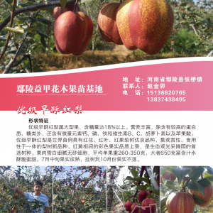 早酥红梨图片、早酥红梨栽植技术、早酥红梨发展前景