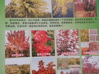珍奇特苗木花卉专业供金叶红枝丝棉木，彩叶丝棉木系列
