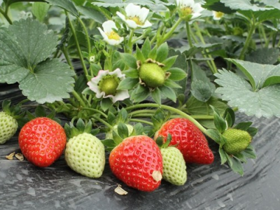 草莓苗应该怎样种，草莓苗,草莓苗批发,草莓苗价格