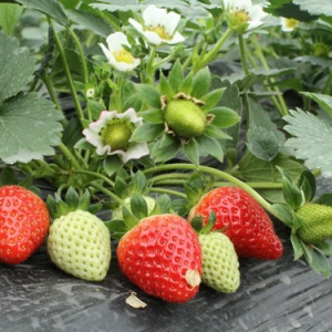 草莓苗应该怎样种，草莓苗,草莓苗批发,草莓苗价格