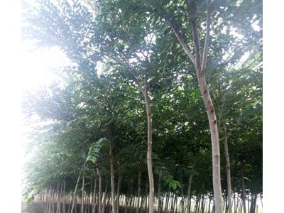 五洋园林 胸径3-10厘米新疆大叶榆