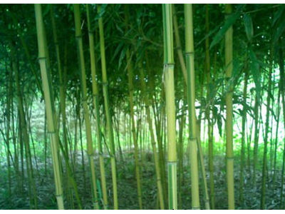 绿皮黄筋竹