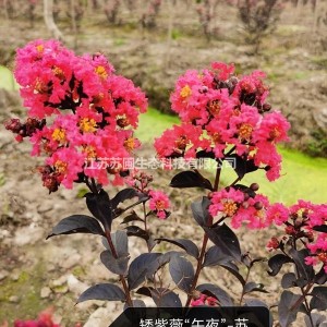 江苏苏州矮紫薇”午夜“低价供应/矮紫薇价格优惠