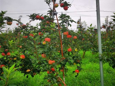 瑞香红苹果苗1.5米以上