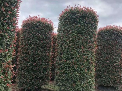 高度2米的红叶石楠柱价格260元/棵