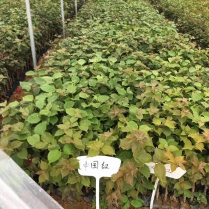 中国红三角梅小苗袋苗 高度25到30公分中国红三角梅小苗