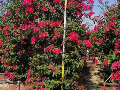 红花勒杜鹃 同安红三角梅高度3米冠幅1.5