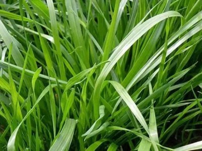 广西黑麦草种植基地  黑麦草批发价格