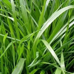 广西黑麦草种植基地  黑麦草批发价格