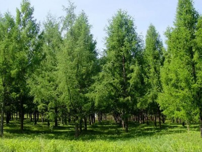 生态建设绿化苗木驯化