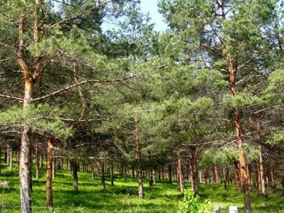 生态建设绿化苗木驯化