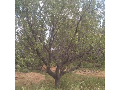 5米高杏树