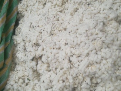 優質籽棉